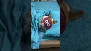 Родители тащат утром на прогулку 😄 #корги #corgi #corgilove #вельшкорги #вельшкоргипемброк #dog