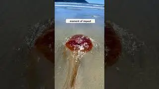 Ouch! I got stung by a dead jellyfish! 😳 