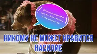 Цирк плохому научит. Жестокое обращение с животными за кулисами цирка.