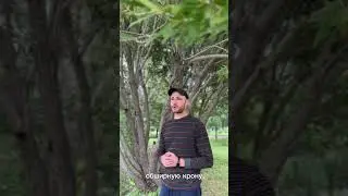 #деревья #монолог #shorts #plants