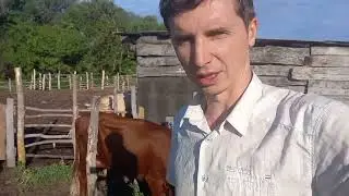 How much milk do my cows give 🥛 and what do I do with it?