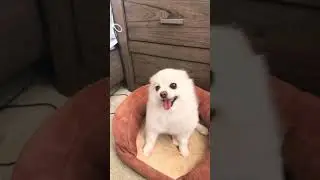 Pedro Pom #pedro #pomeranian #short #memes #shortsvideo #shorts #housemusic #viral #viralvideo #fyp