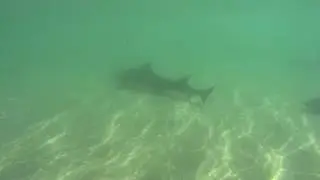Leopard sharks 7
