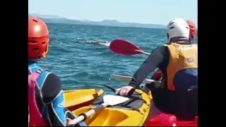 Anz & Brad's Whale Adventure in Byron Bay