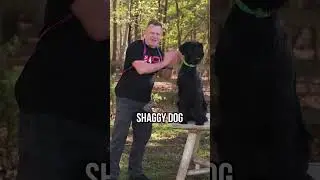 Giant Schnauzers NEED WEEKLY Grooming!