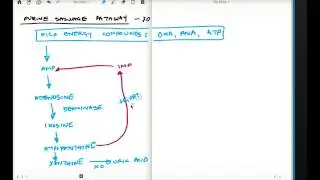 70 PURINE SALVAGE PATHWAY