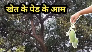 गाव के खेत के आम | खेत मी की मस्ती | Aniket Kakpure vlog 