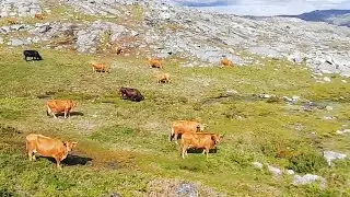 🐂 raça arouquesa🐂lindas paisagens 🦊Serra da Freita⛰️Sons do Vento e Campainhas Arouca