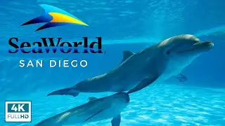 SeaWorld San Diego Guide: Tips, Rides, Shows, & More!