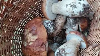 Пошёл за Грибами! Нашёл пол корзины БЕЛЫХ!!!