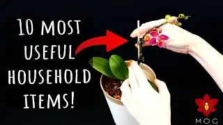 10 MOST USEFUL household items for your Orchids! - Orchid Care for Beginners