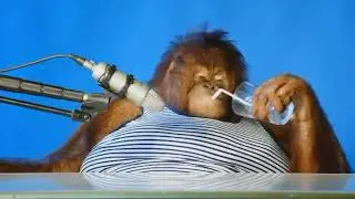 траур - 5 orka piss on infantile (Конкурс диссов от 5opka)