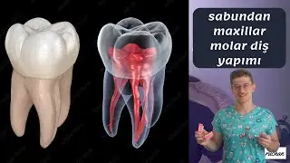 MAKING MAXILLAR FIRST MOLAR TOOTH FROM SOAP
