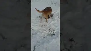 Охота  на зайца! мобилизация 
