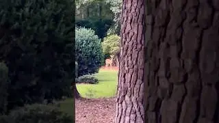 Unexpected Visitor: Capturing a Neighborhood Deer Sighting! #beautiful #nature