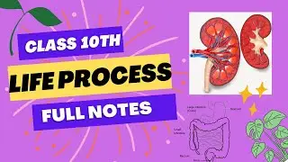 || PART 1 || CH-LIFE PROCESS || NOTES || BIOLOGY CHAPTER 6 ||