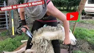 QUIBERON   |  🐑  ✂️   Les coiffeurs de moutons  | TV Quiberon 24/7