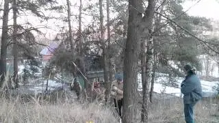 Кульминация сосны