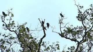 Blue-Headed Parrots (Pionus menstruus) and Dusky Parrots (Pionus fuscus) mixed flock, French Guiana