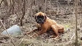 Poor Dog Transformed from a Walking Skeleton to a Gorgeous Well-fed Lady