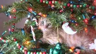 Funny Cats in Christmas Trees