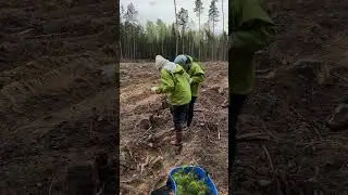 1 дзень = 4500 соснаў
