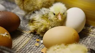 How does the egg hatch. কি ভাবে ডিম থেকে বাচ্চা বেরহয়।