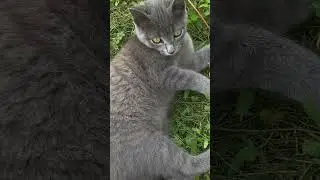 Старшенький поймал мышку для младшенького