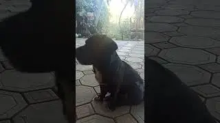 собачка Милка поймала комара #собака #животные #комар #поймали #дворняжка #жизньвдеревне