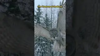 The Great Gray Owl