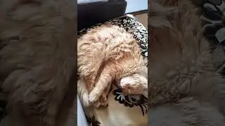 Спит💗