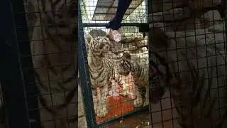 🐯:We are playful tigers!!!!