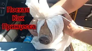😎Забрал Витька кабанчика, и увёз как невесту в фате🤣❗️