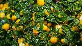 छत्तीसगढ़ की प्रसिद्ध भाजी | Healthy Dinner Recipe | Vegetarian dinner recipes