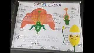 Sexual Reproduction in plants #project for B.Ed.#trending #short videos #students #standard