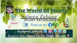 Phytohormones by Ms. Sabeen Zahoor(Plant Pathologist)