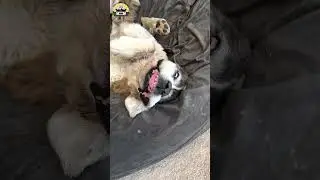 I think my dog is broken, is there a reset button? 