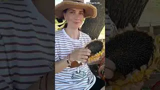 Витамины в подсолнухе