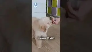 Команда Ко мне Лучшее начало в дрессировке и воспитании собак 