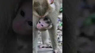 🐒 Gentle Giants of the Canopy: Tender Moments in Monkeyland