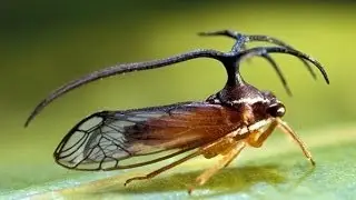 Membracidae 1 Treehopper Membracides amazon 20 36 mn beginning reproduction 512x288p
