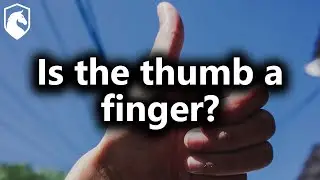 Is the thumb a finger? (from Livestream #60)