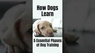 How Dogs Learn 