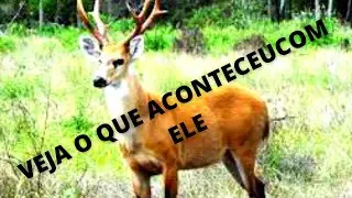 🦅5 DICAS Práticas Sobre Animais Selvagens.