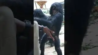 Belly Rubs for Bonobos -- Lola Ya Bonobo