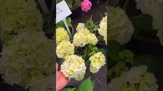 Гортензия 1500р 89081463844 ватсап #гортензия #питомник #flower #ассортимент #цены #воронеж