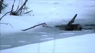 Охота на бобра