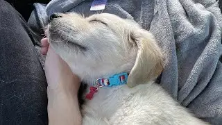 Calling my sleepy puppy a good boi