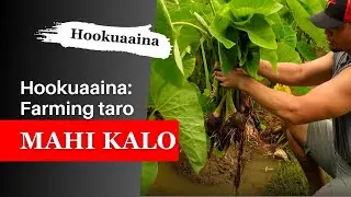 Mahi Kalo - Farming kalo with Hookuaaina