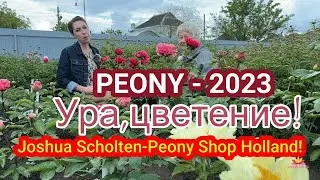 Первое цветение новых пионов от Peonyshop / Сад Ворошиловой